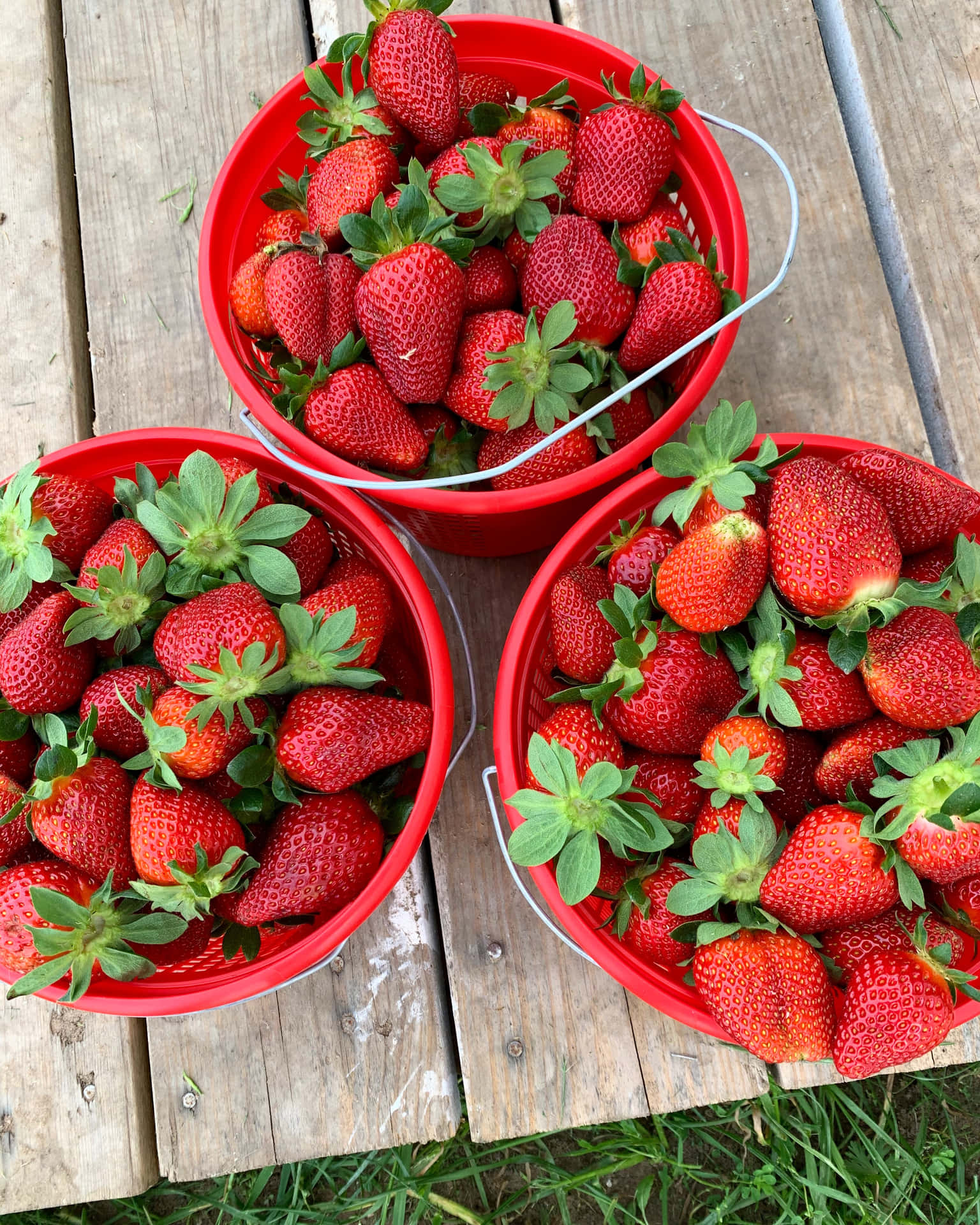 The sweetness of summertime - Enjoying a freshly picked Strawberry