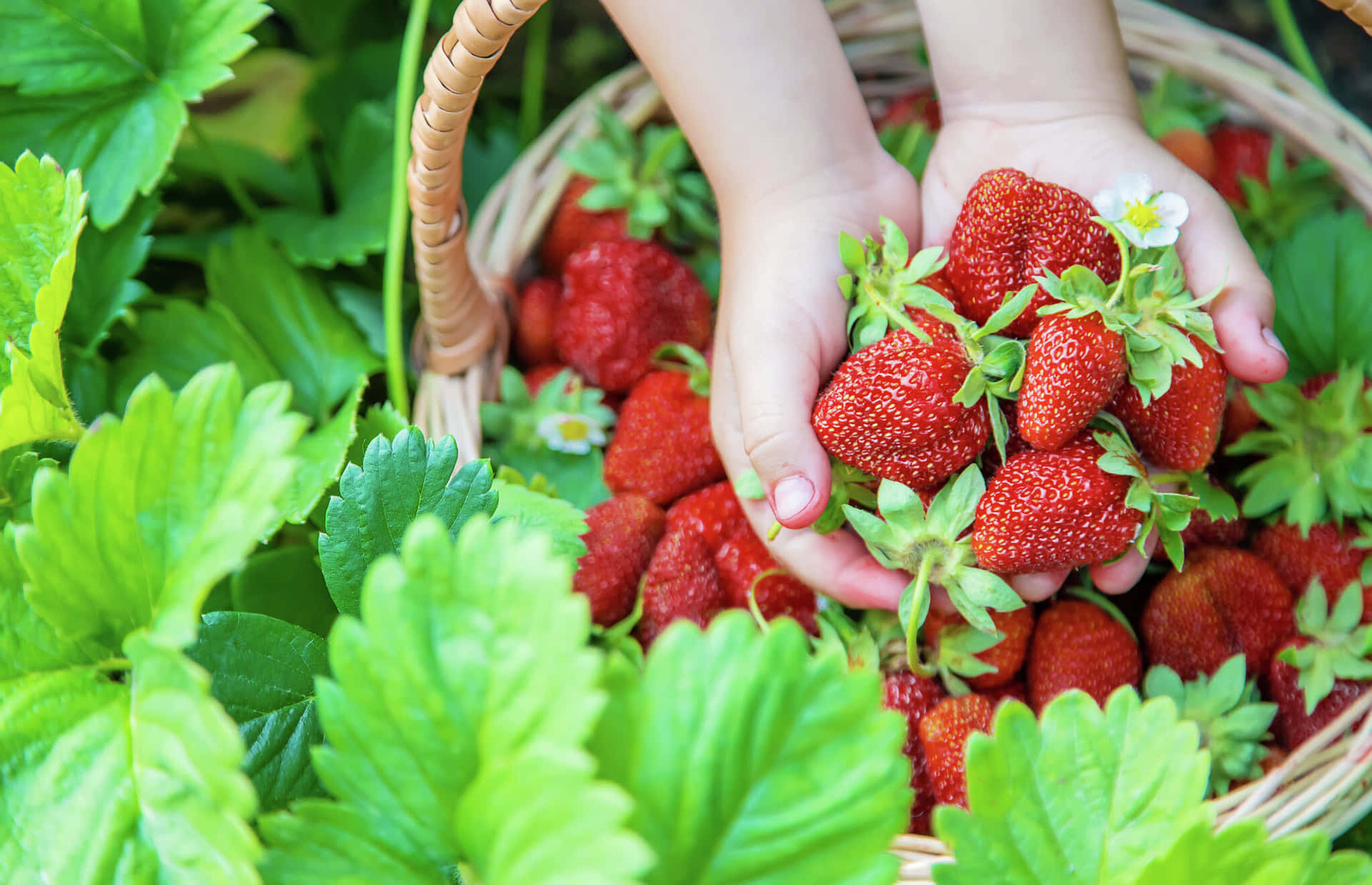 Leckerereife Erdbeeren, Bereit Zum Genießen