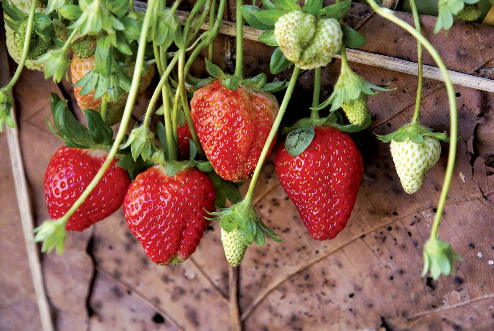Fresh&Sweet Strawberries