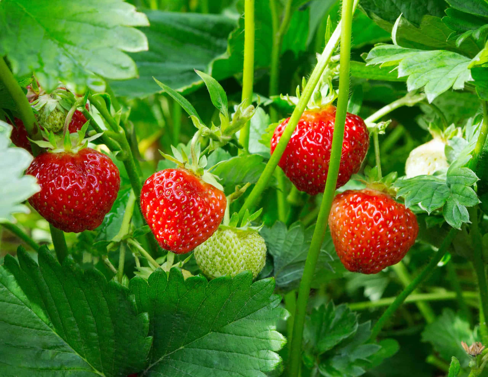 A Bunch Of Strawberries