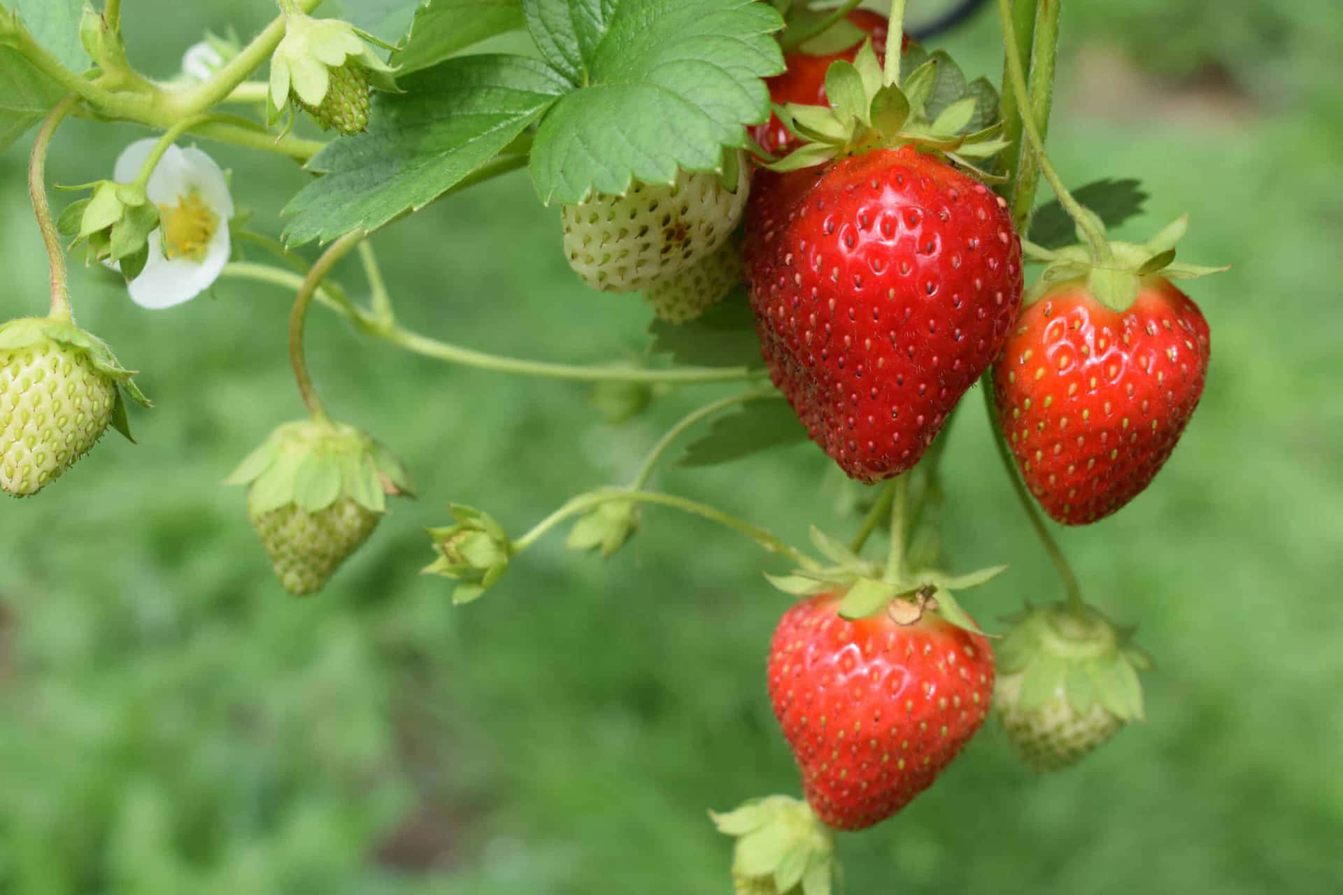 Färska,läckra Och Näringsrika Jordgubbar