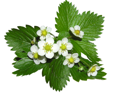 Strawberry Plant Flowers PNG