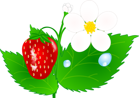Strawberry Plant Illustration PNG