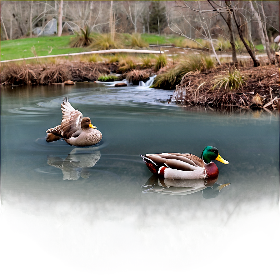 Stream With Ducks Png 91 PNG