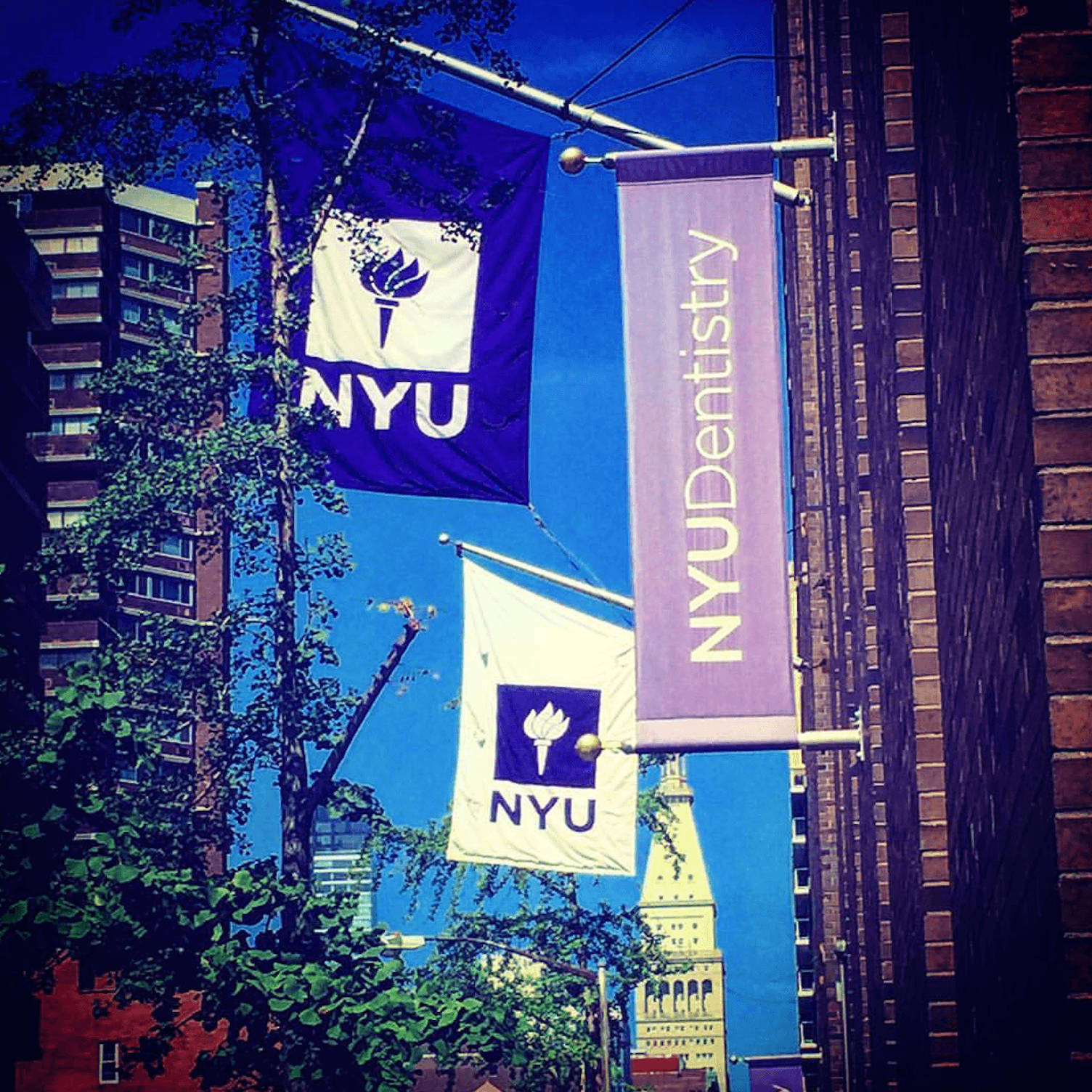 Street Full Of NYU Banners Wallpaper