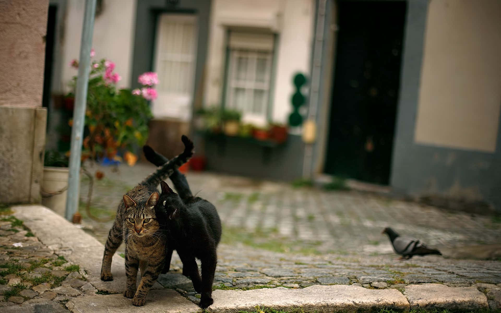 Straatwijze Feline Vrienden.jpg Achtergrond