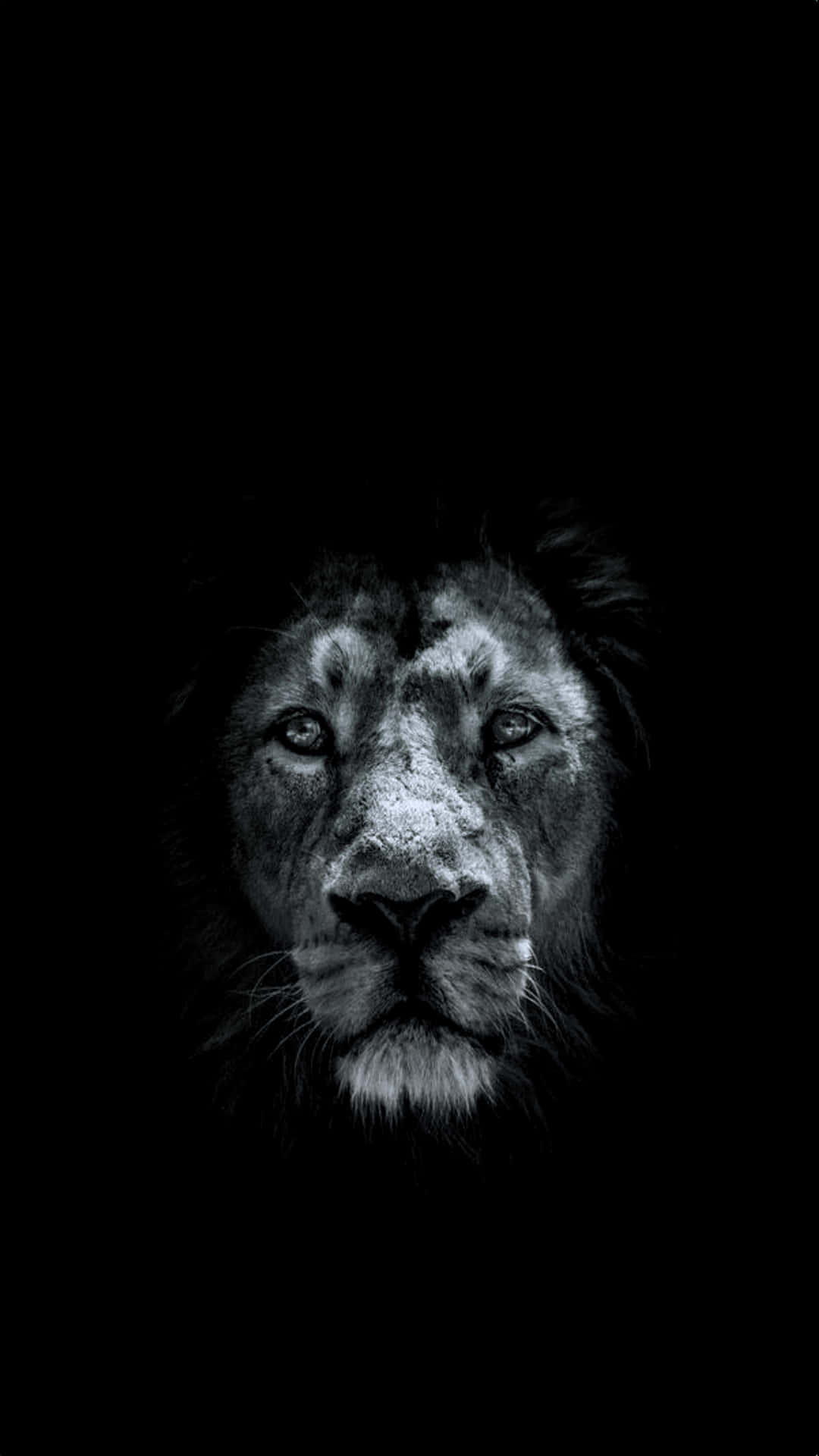 Et sort og hvidt løveansigt på en sort baggrund. Wallpaper