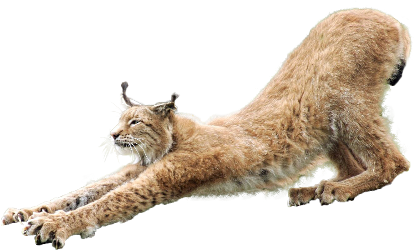 Stretching Lynx Transparent Background PNG
