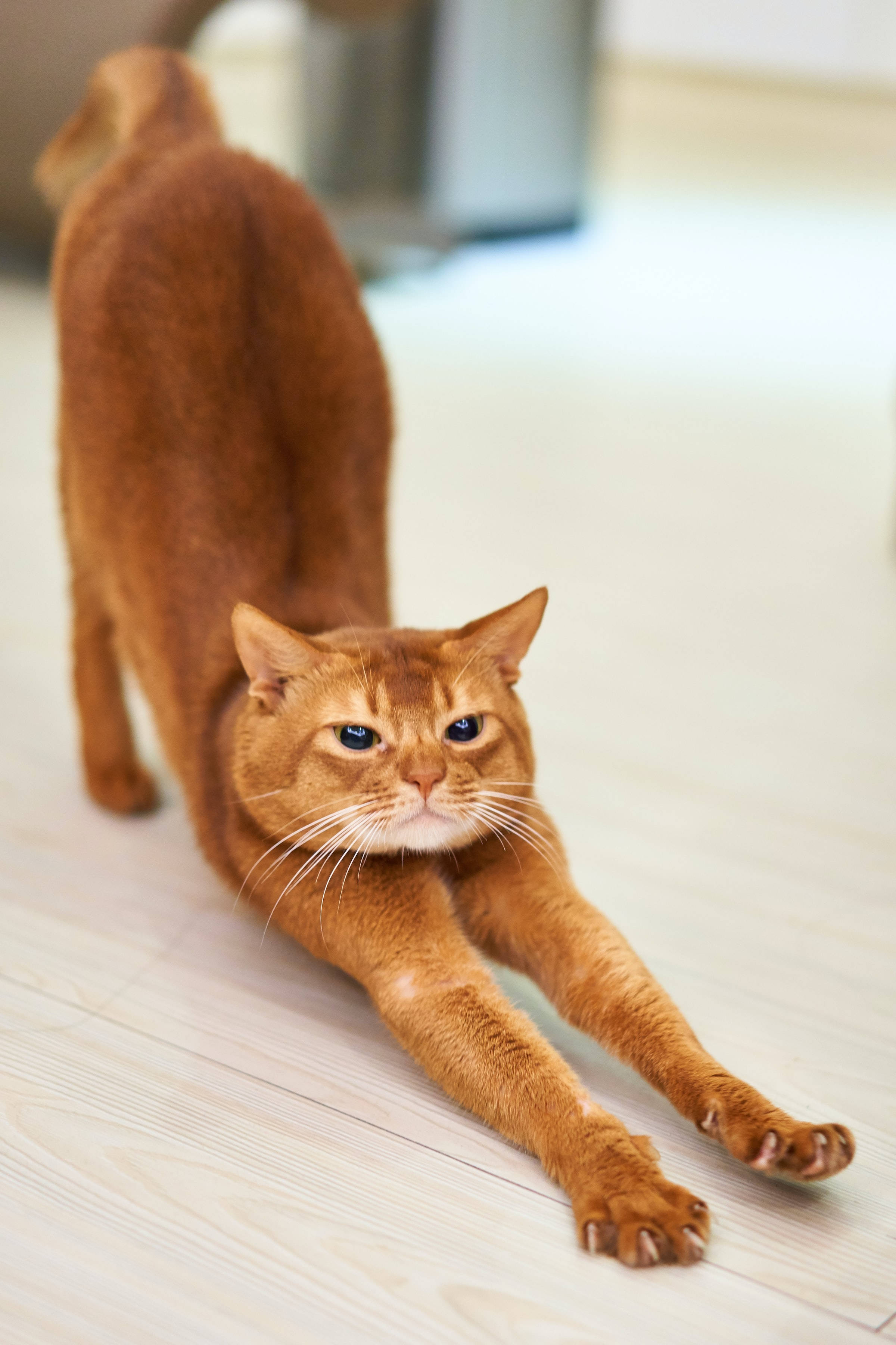 Stretching Orange Abyssinian Cat Pfp Wallpaper