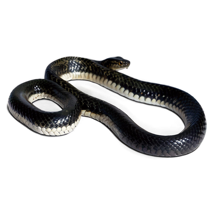 Striking Black Snake Png 06132024 PNG