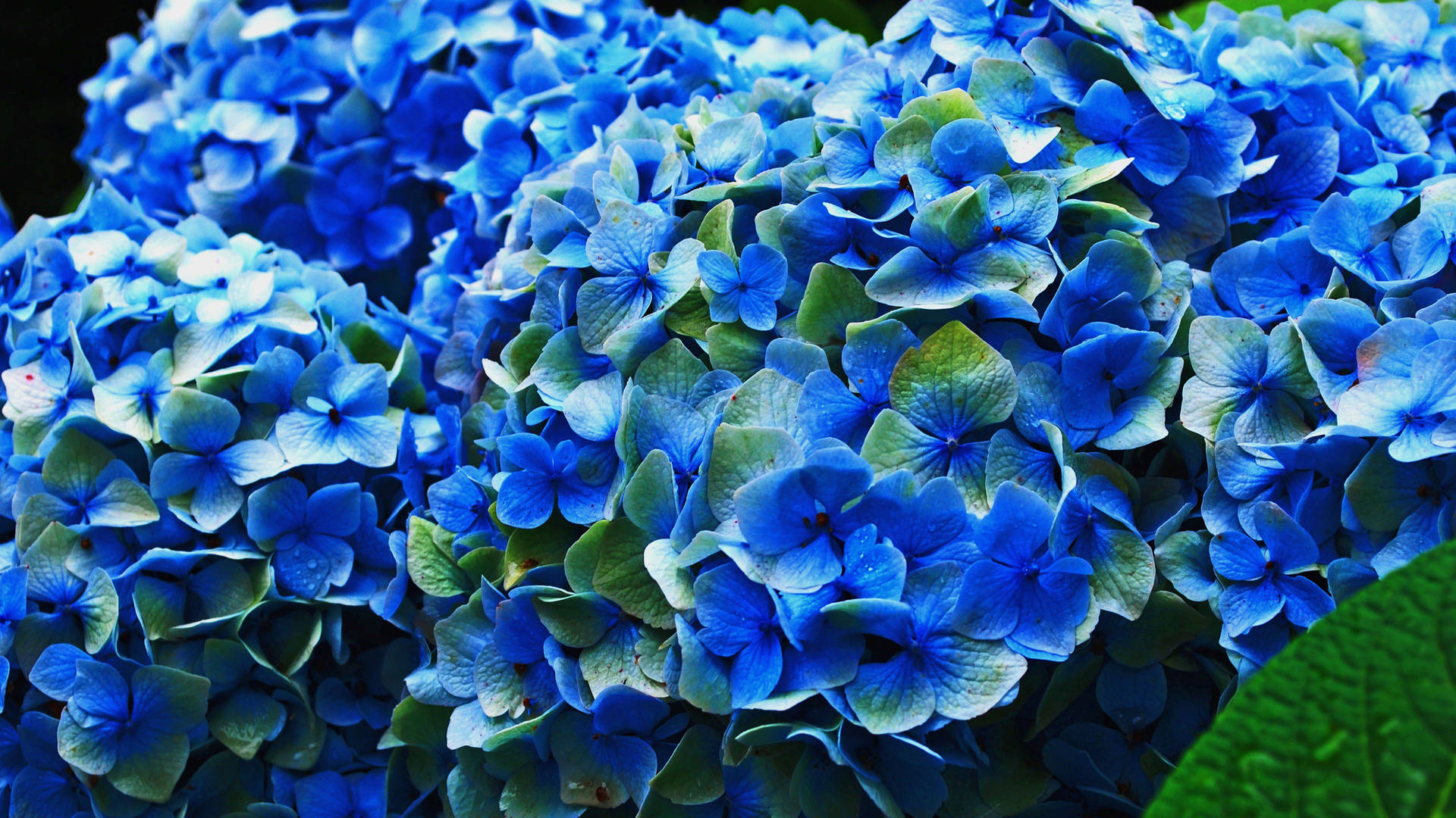 Striking Blue Hydrangea Flowers Wallpaper