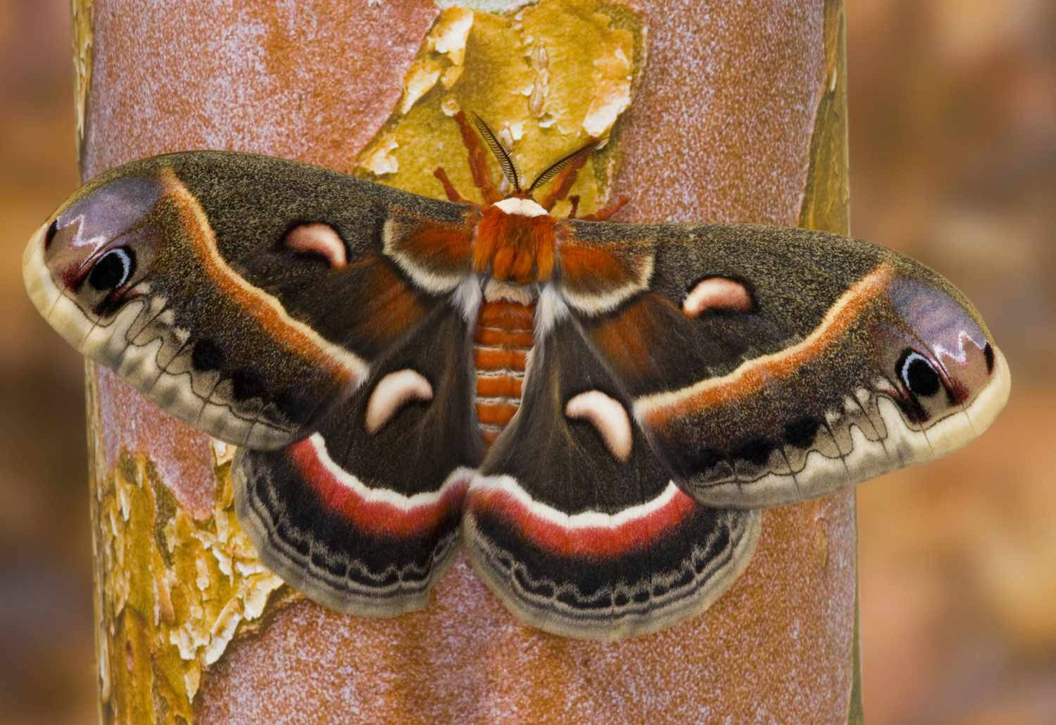 Slåendejättestor Cecropiamyra Insekt Som Bakgrundsbild Till Dator Eller Mobiltelefon. Wallpaper