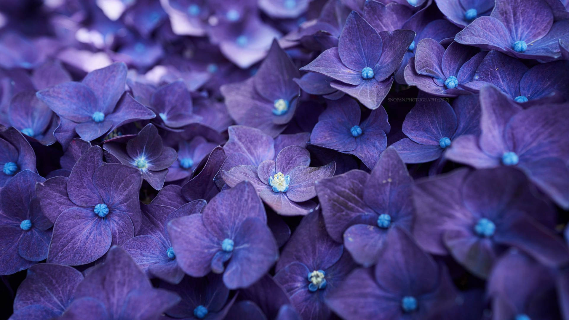 Impactanteimagen De Una Flor De Hortensia Púrpura En Primer Plano. Fondo de pantalla