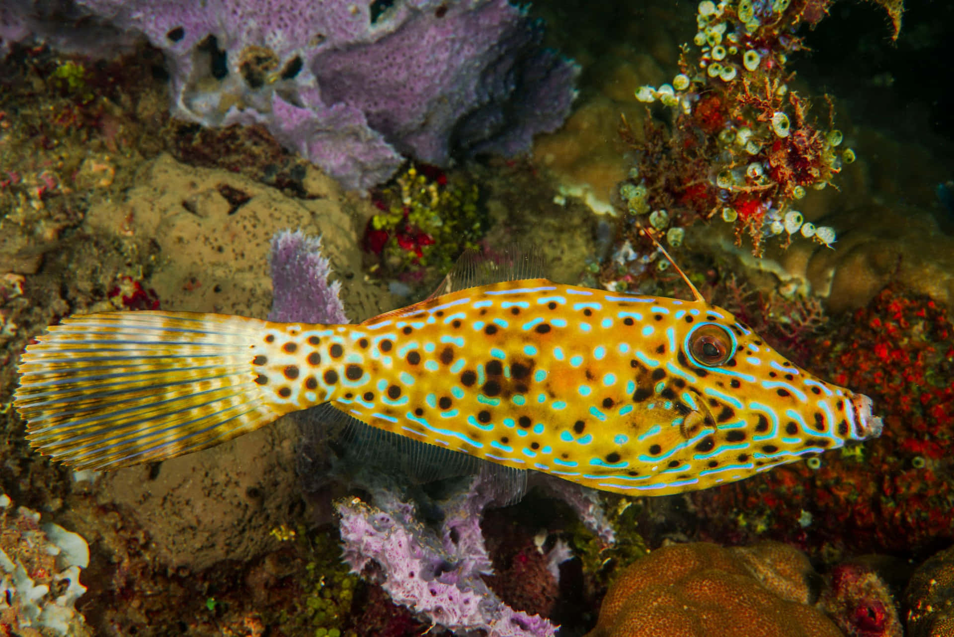 Striking Spotfin Flying Fish In Its Natural Habitat Wallpaper