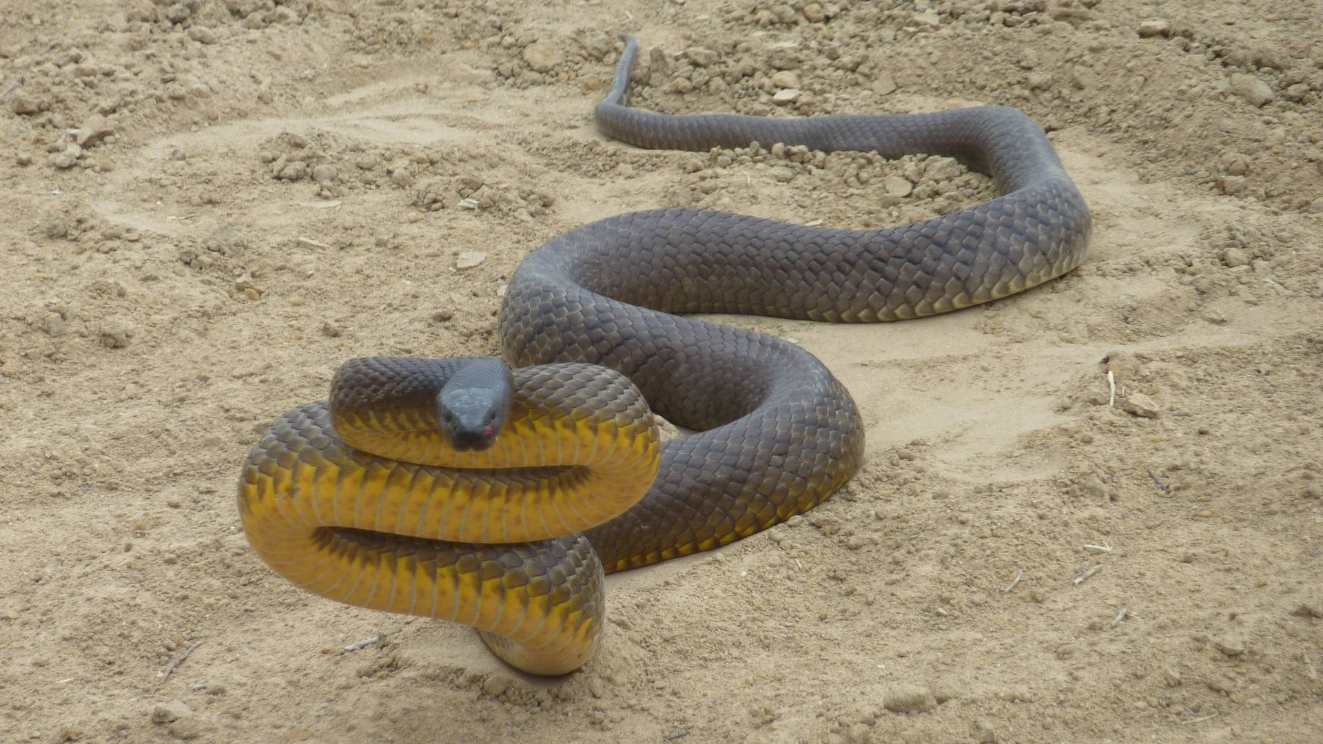 Striking Taipan Snake On Sand Wallpaper