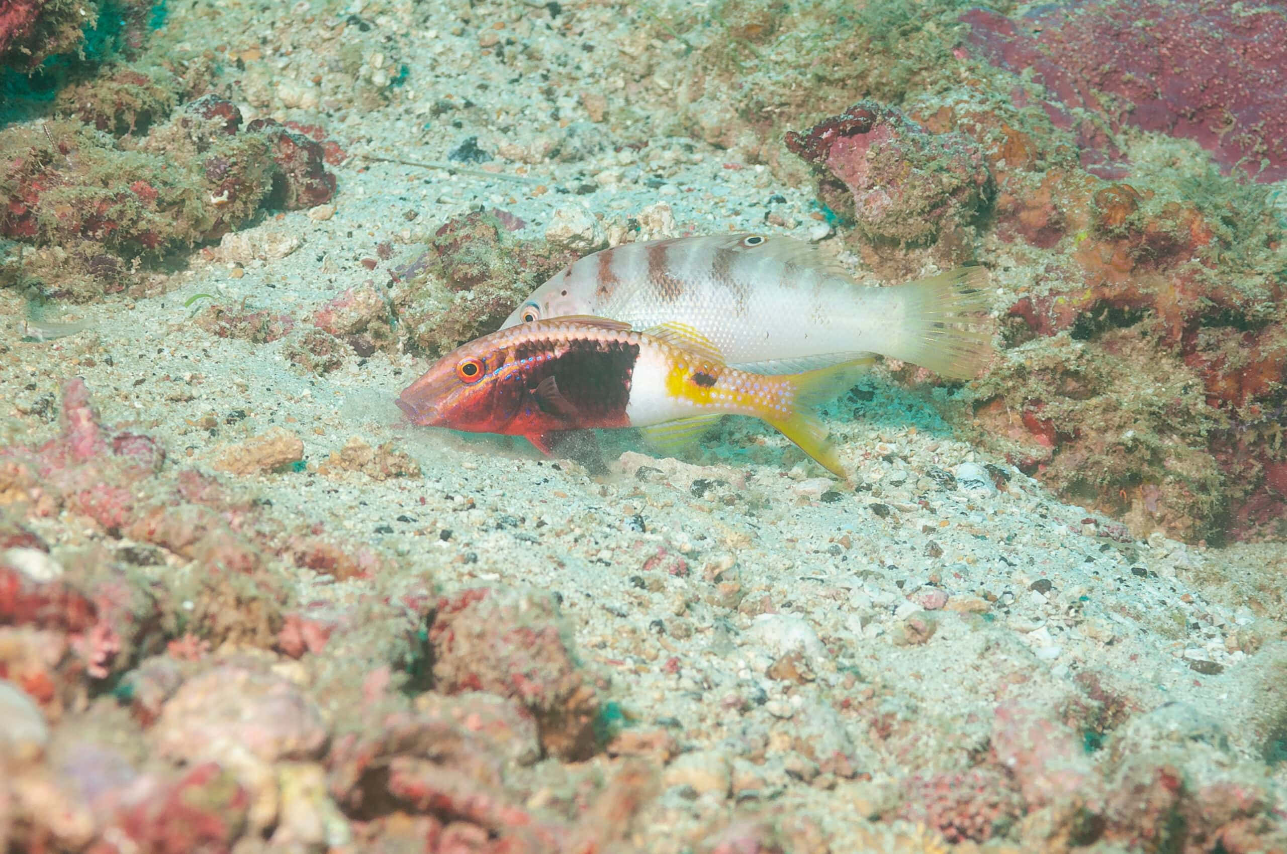 Striking Underwater Capture Of Vibrant Goatfish Wallpaper