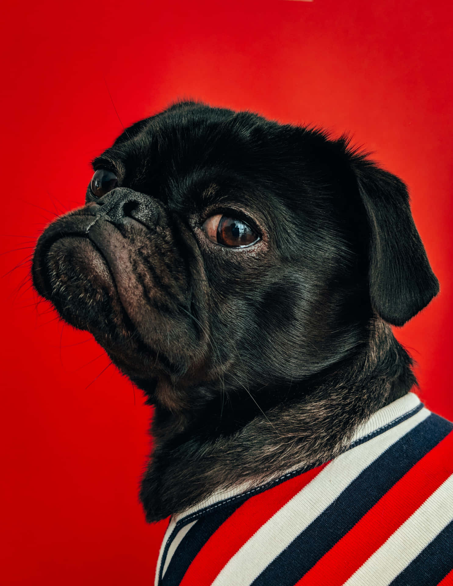 Stripe Shirt Pug Dog Wallpaper