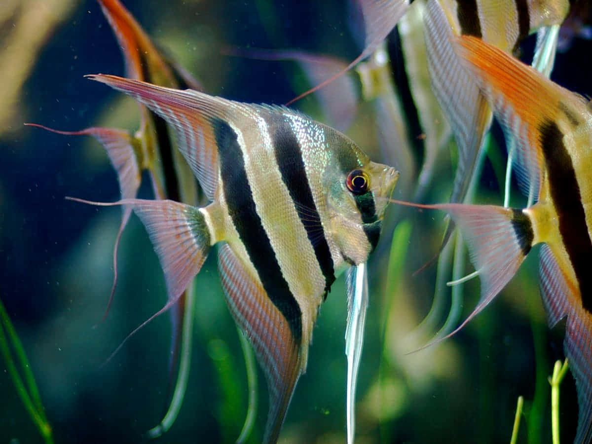 Striped Angelfish Swimming Aquarium Wallpaper