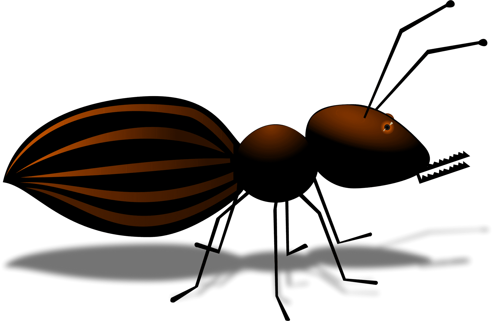 Striped Ant Illustration.png PNG