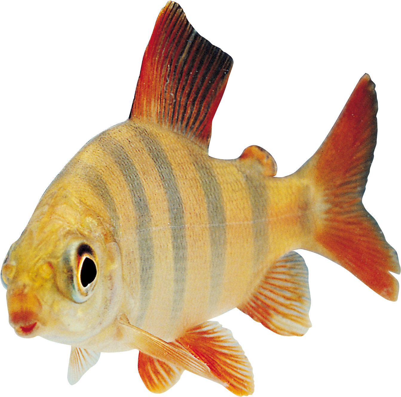 Striped Aquarium Fish.png PNG