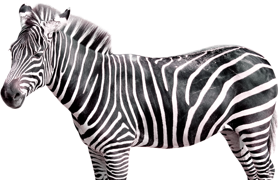 Striped Beauty Zebra Profile PNG