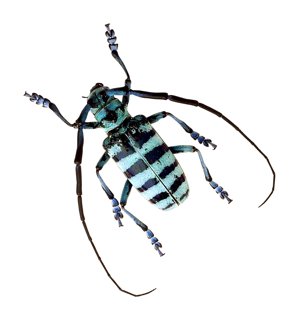 Striped Beetle Specimen PNG