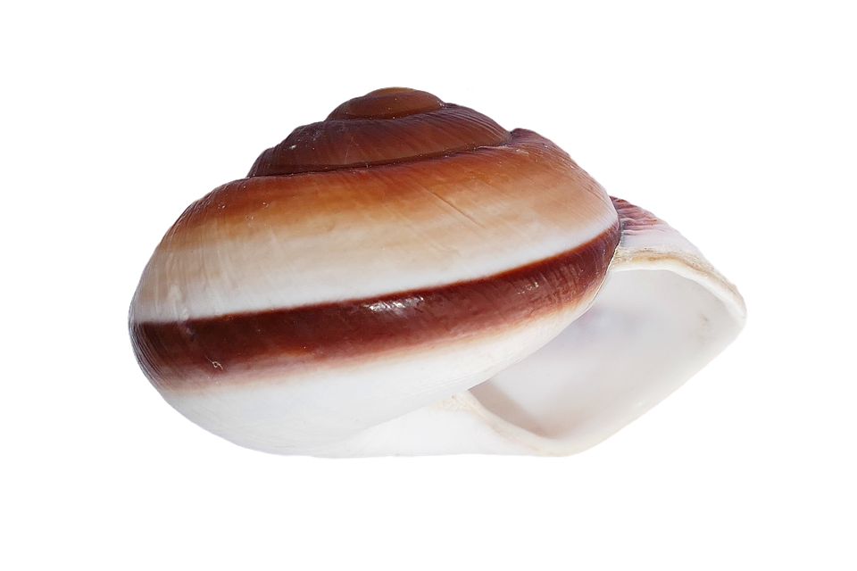 Striped Brown Seashellon White PNG