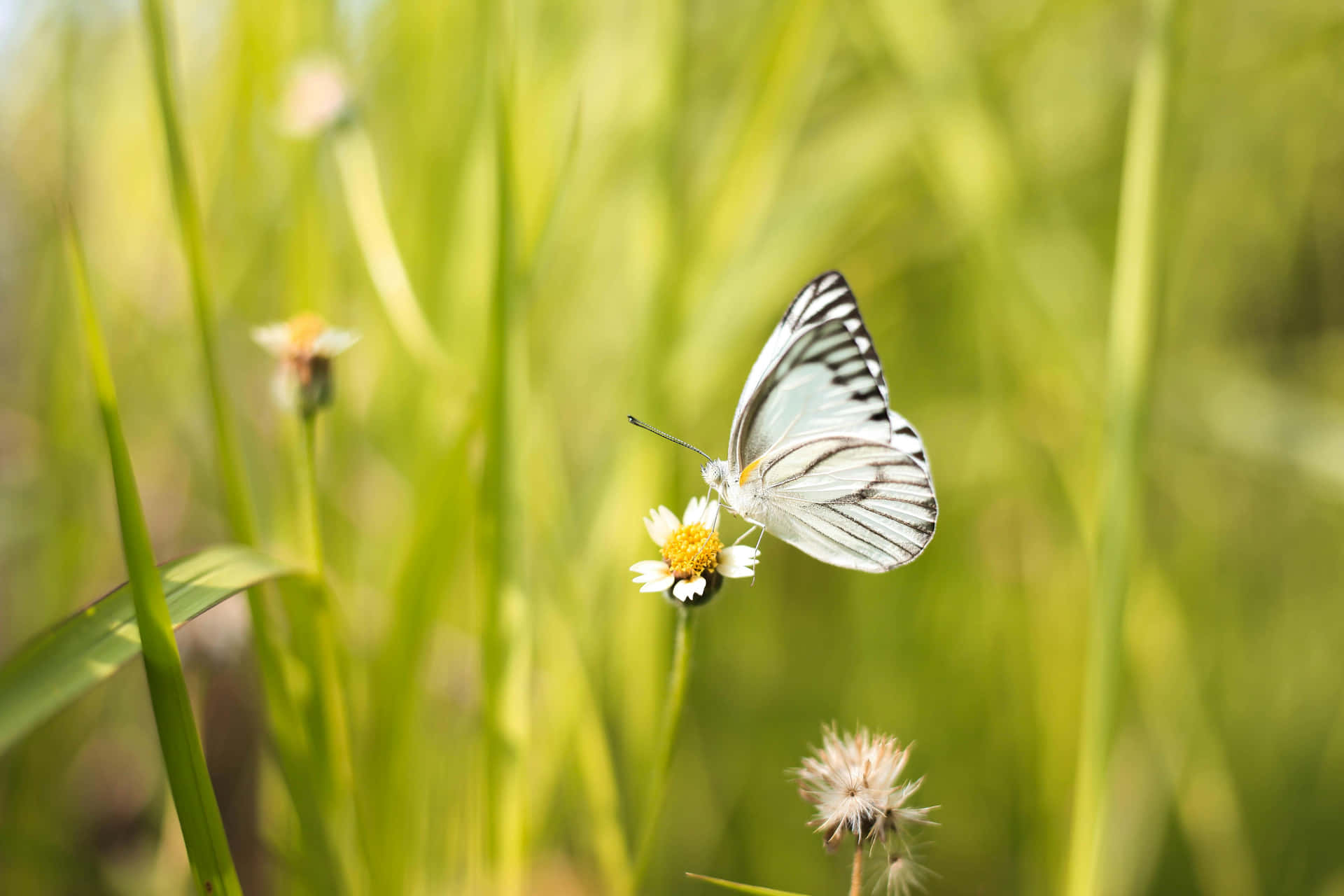 Striped Butterflyon Flower.jpg Wallpaper