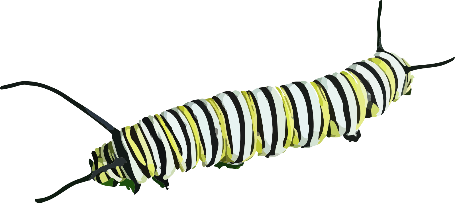 Striped Caterpillar Illustration PNG