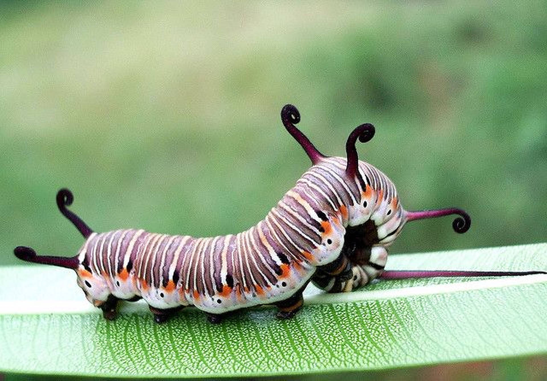 Stribet Caterpillar Insekt Wallpaper
