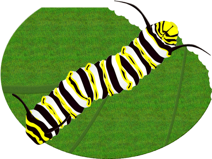 Striped Caterpillaron Leaf PNG