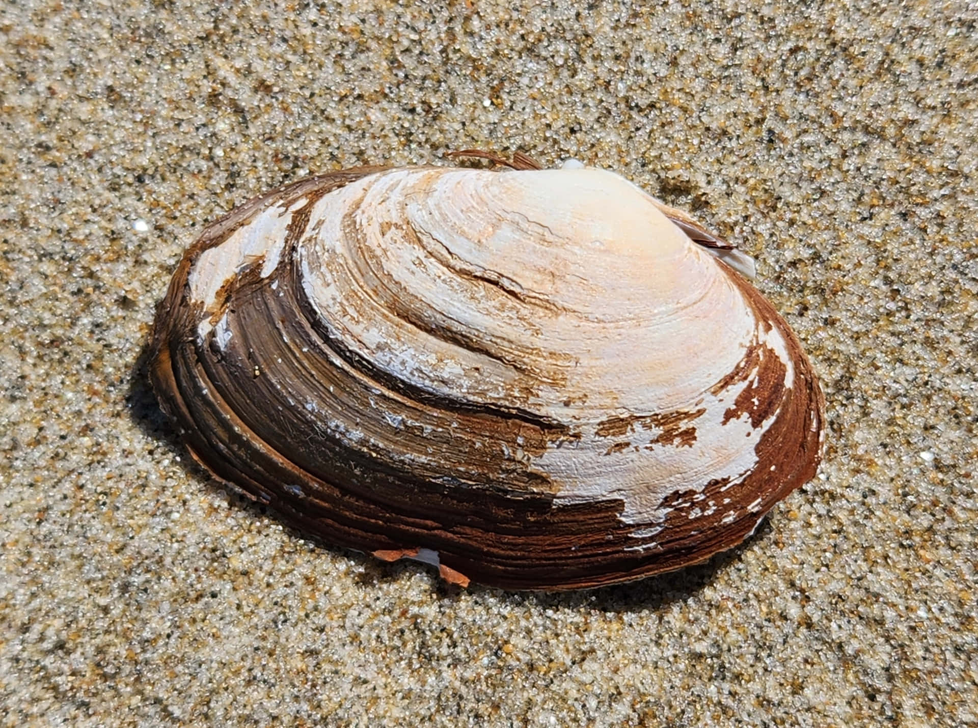 Striped Clamon Sand Beach.jpg Wallpaper