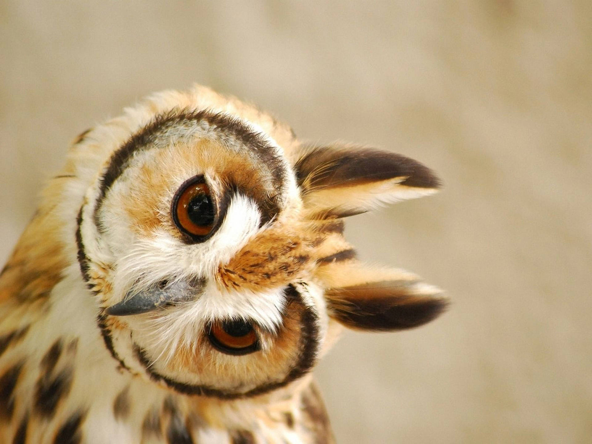Striped Cute Owl Wallpaper