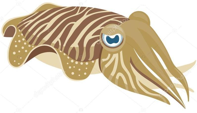 Striped Cuttlefish Illustration PNG