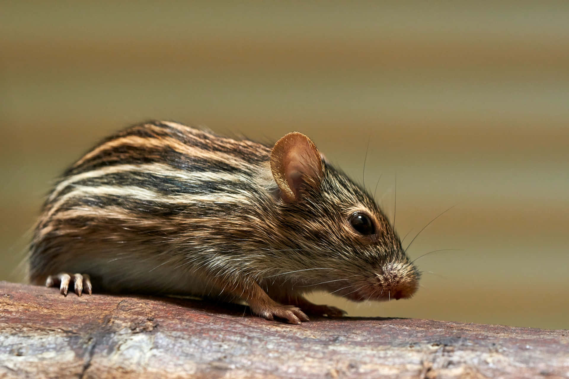 Striped Field Mouse On Log.jpg Wallpaper