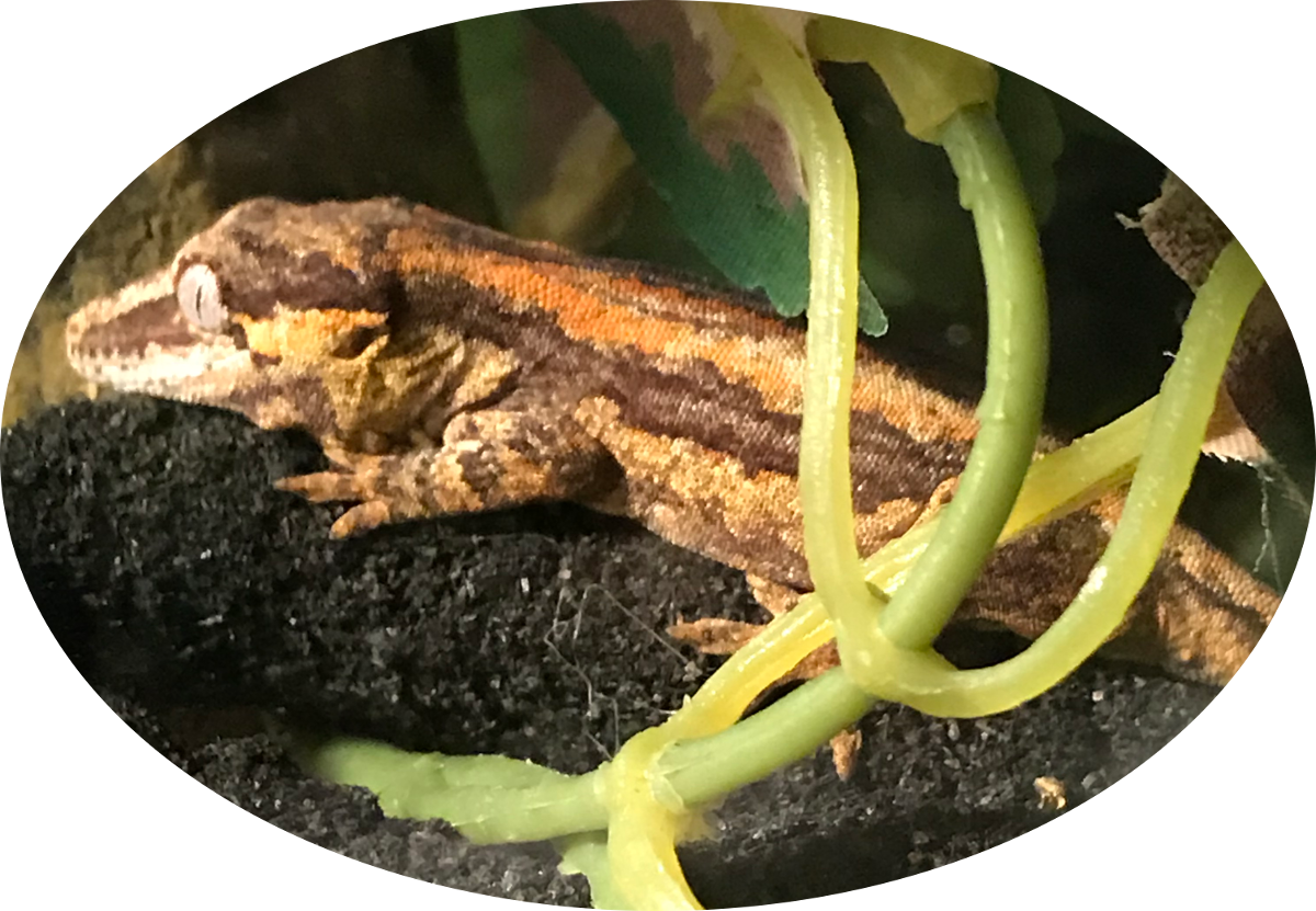 Striped Gecko Resting PNG