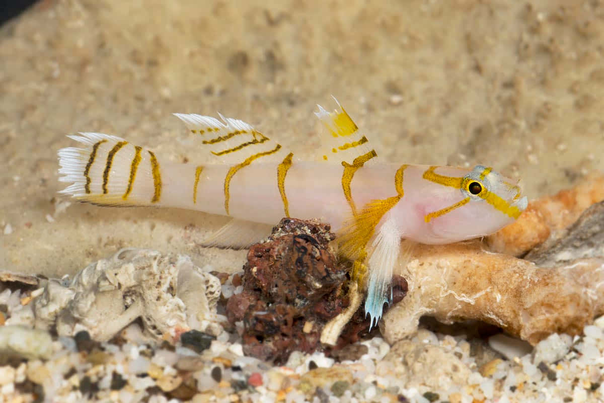 Striped Goby On Sandy Bottom.jpg Wallpaper