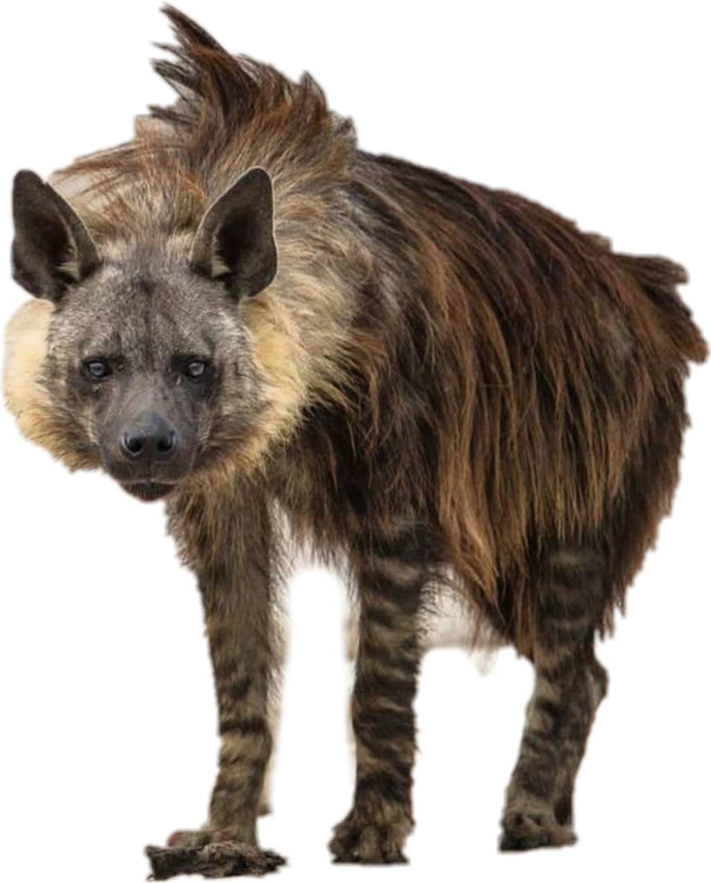 Striped Hyena Standing Transparent Background PNG