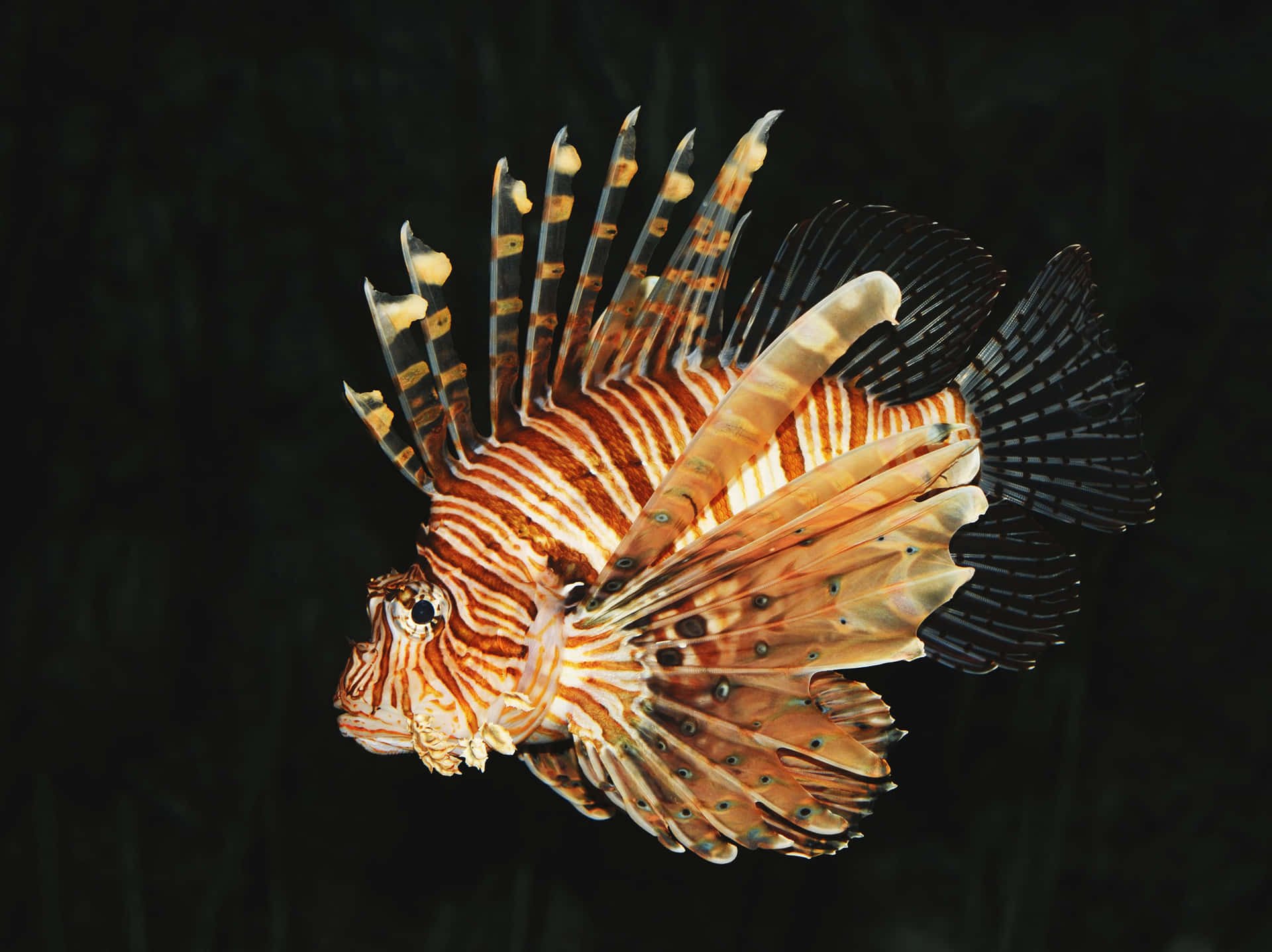Striped Lionfishin Dark Waters Wallpaper