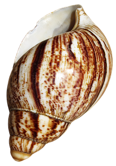 Striped Marine Conch Shell PNG