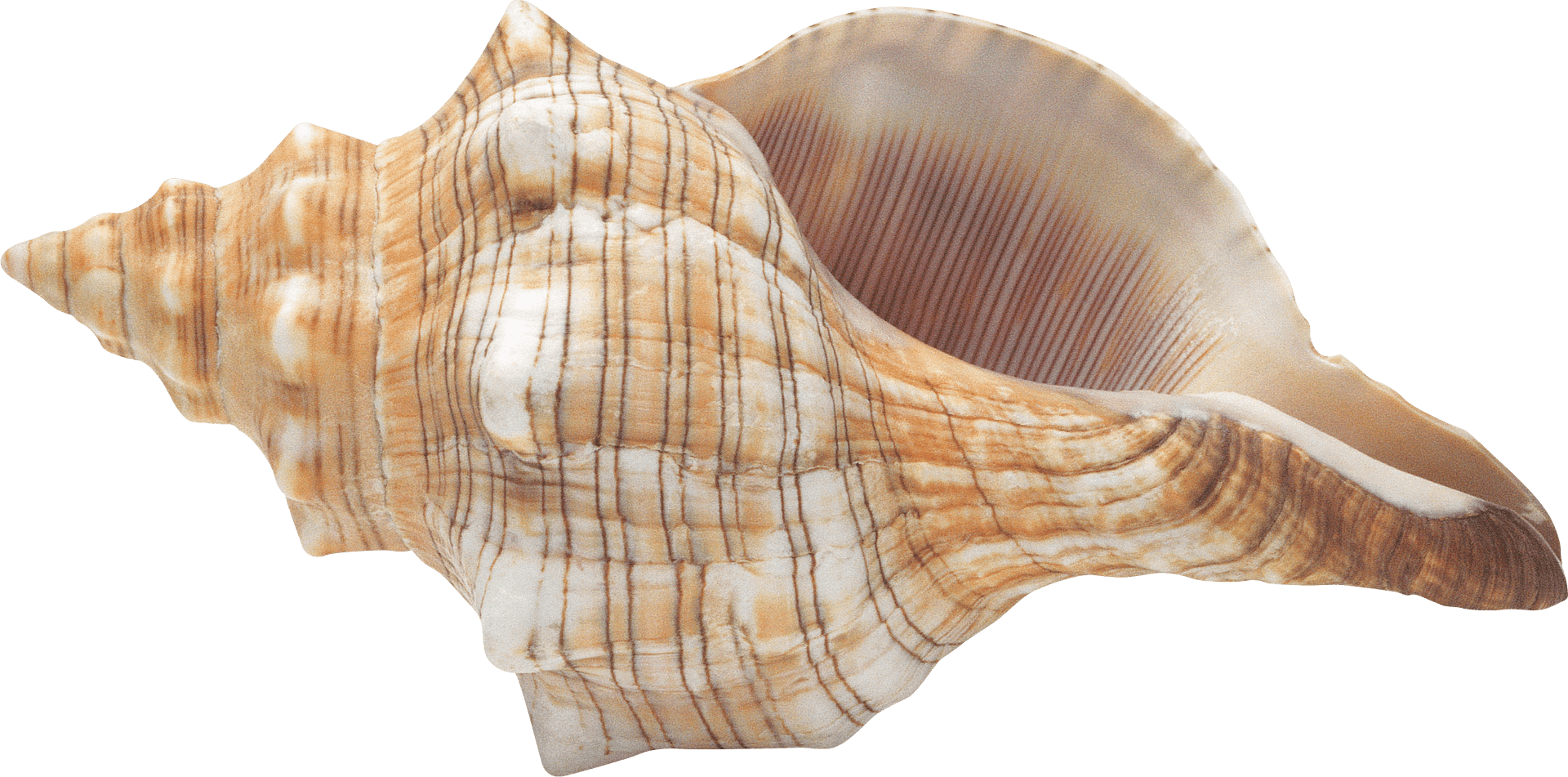 Striped Marine Seashell.png PNG