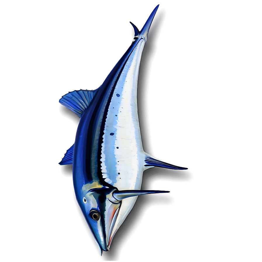 Striped Marlin Png 06242024 PNG