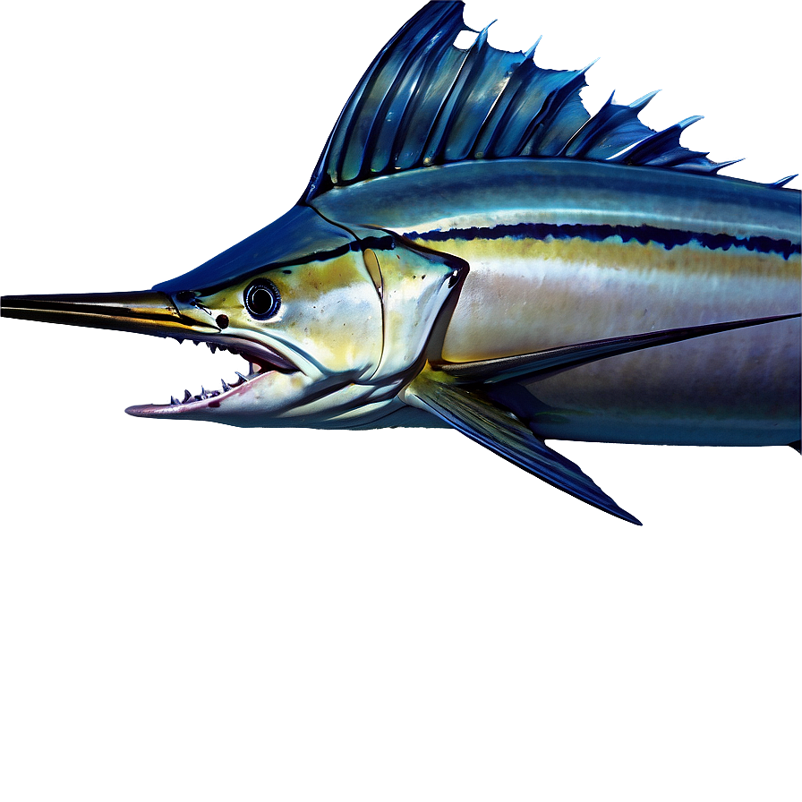 Striped Marlin Png 16 PNG