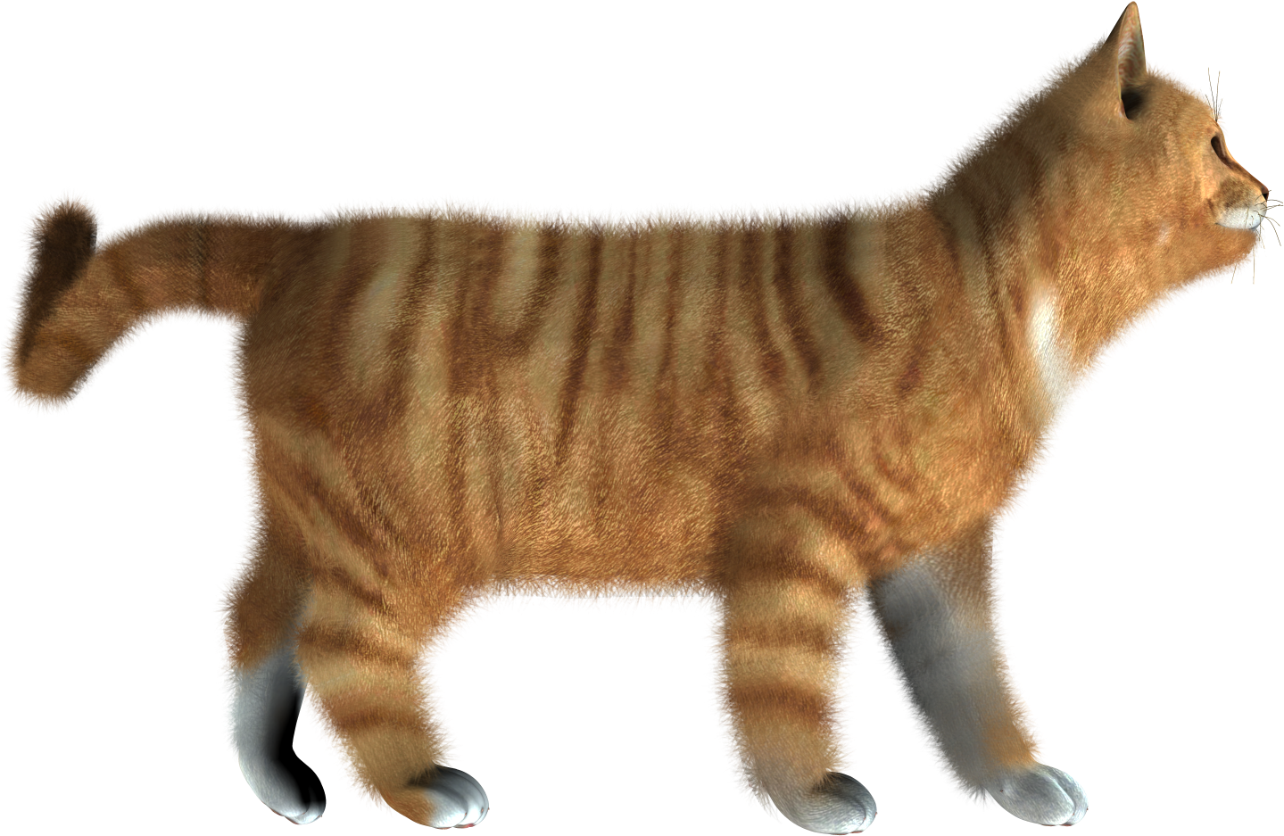 Striped Orange Kitten Walking PNG