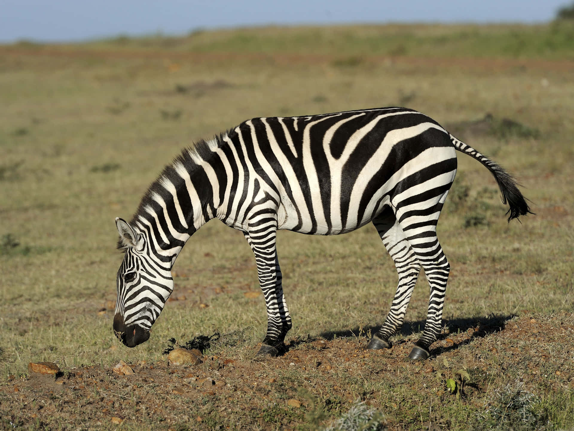 Eating Striped Zebra Picture