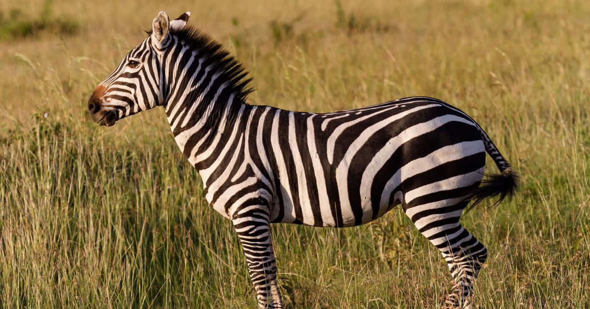 Striped Zebra Picture