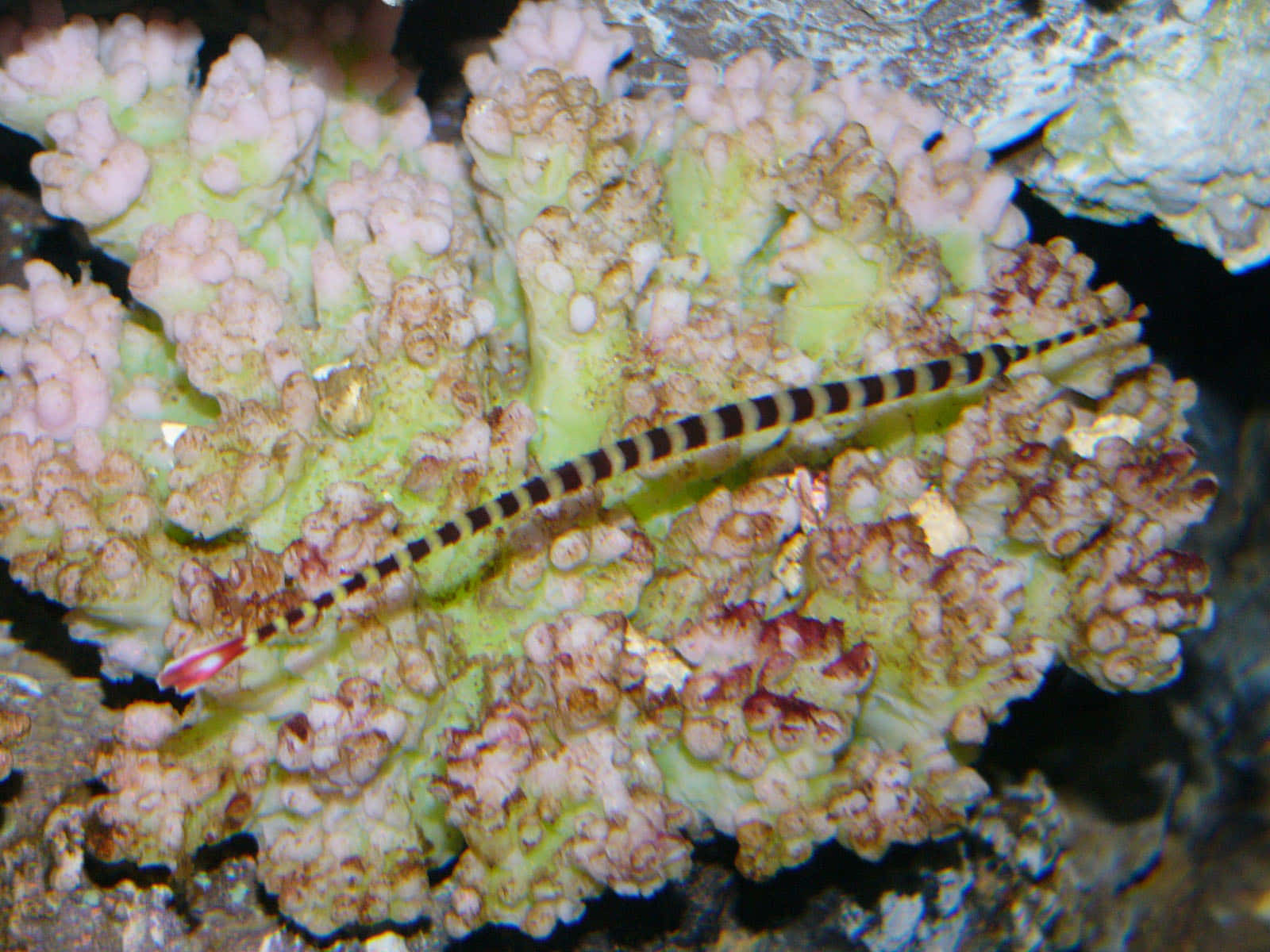 Striped Pipefish Camouflaged Wallpaper