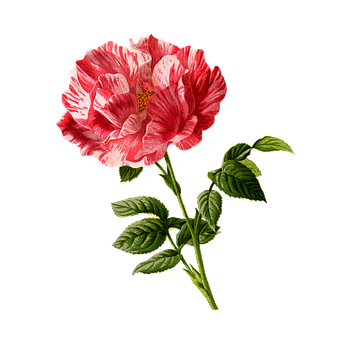 Striped Red White Rose Black Background PNG