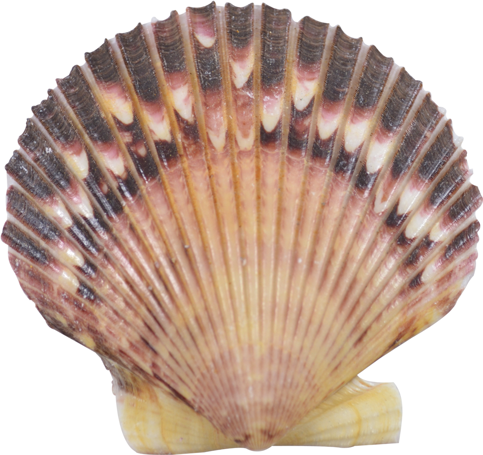 Striped Scallop Seashell.png PNG