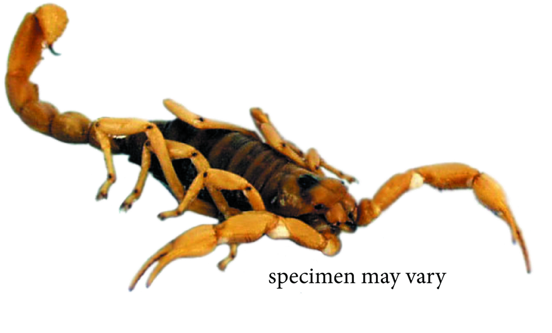 Striped Scorpion Specimen.png PNG